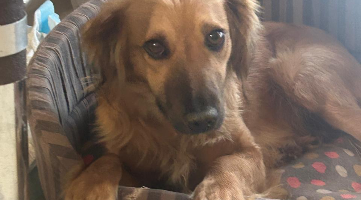 Chiens à adopter